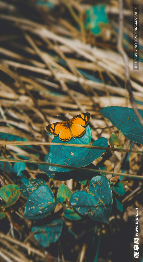 枯叶上的橙色蝴蝶