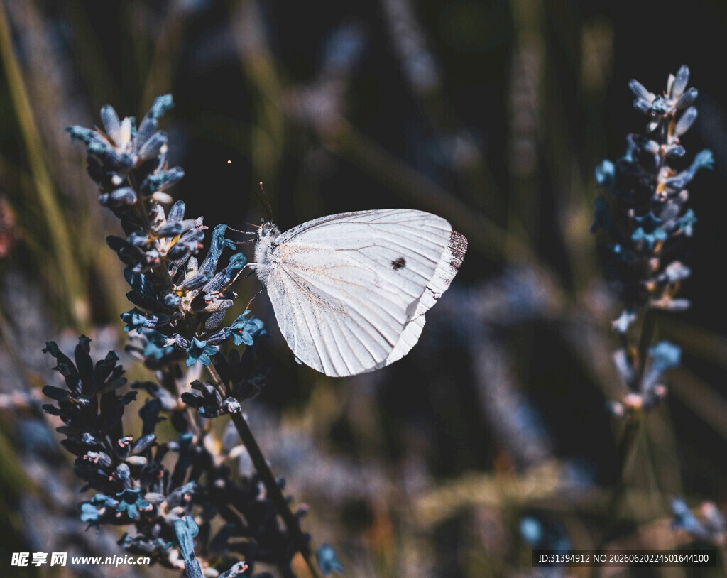 白蝶停驻蓝紫色花枝间