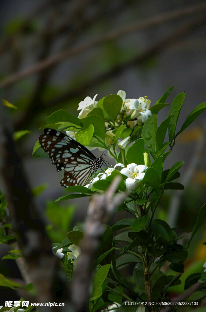 蝴蝶停驻于白色小花间