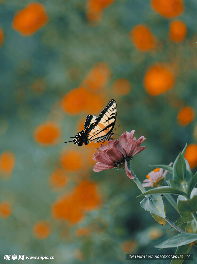 蝴蝶停驻于娇艳花朵上