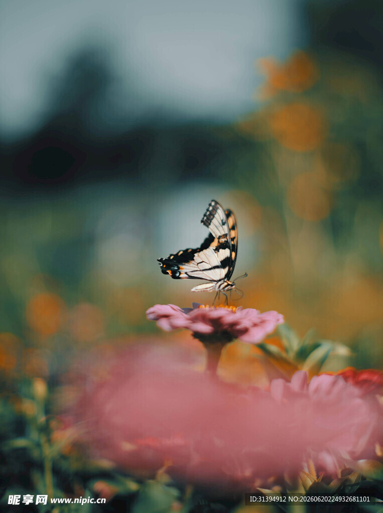 花间蝴蝶飞舞