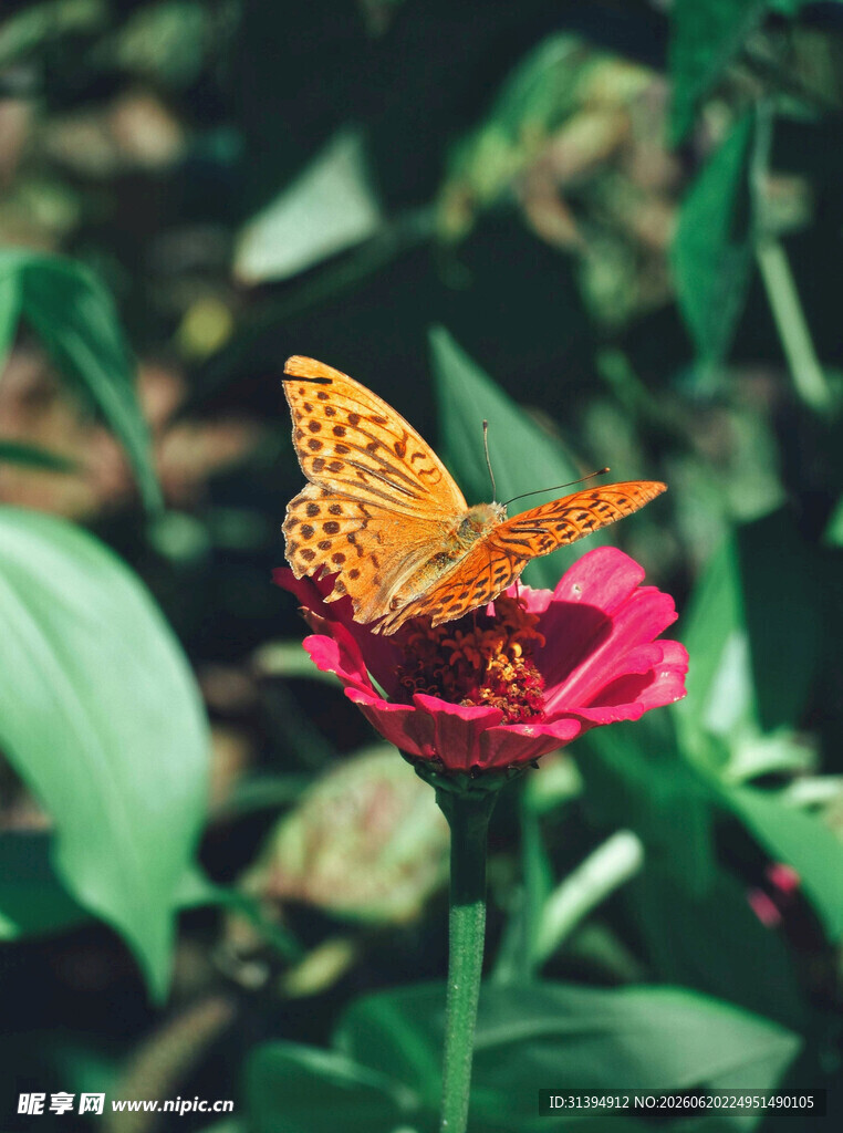 蝴蝶停驻艳丽花朵上