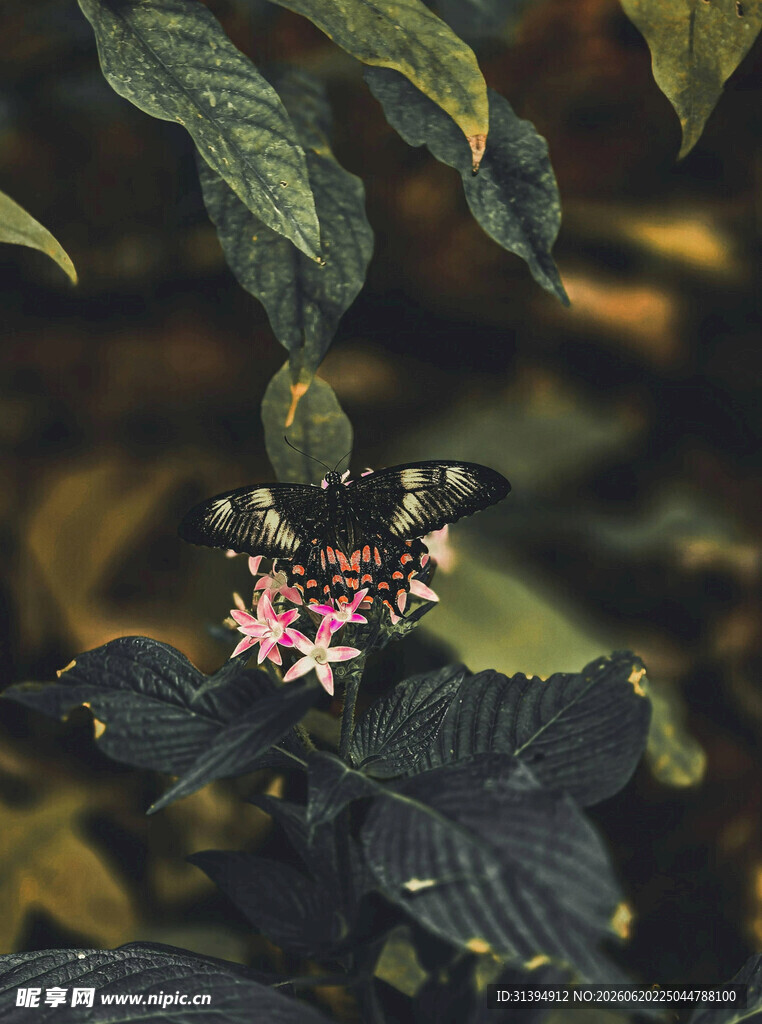 绿叶间的粉嫩小花