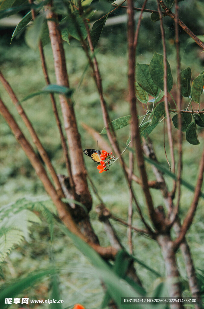 枝头橙果与绿植相映