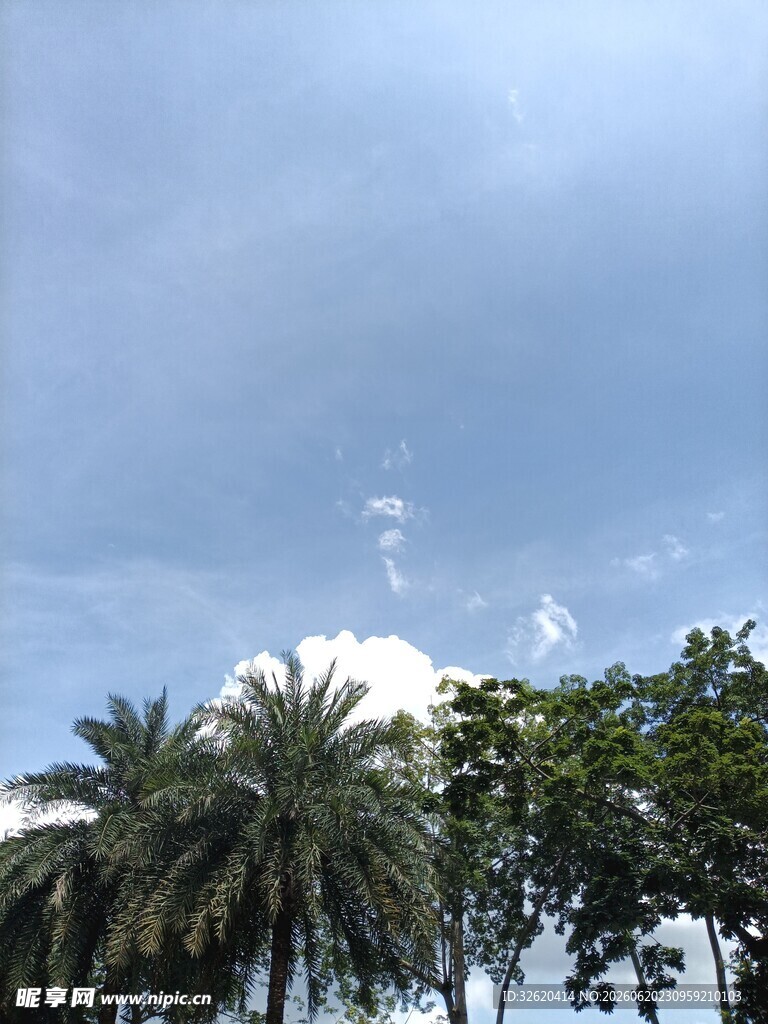 天空下的棕榈树与云朵
