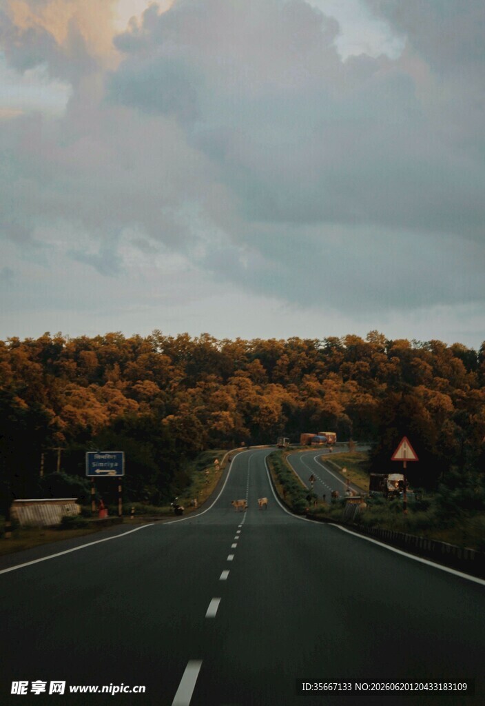 黄昏下的公路与温暖树林