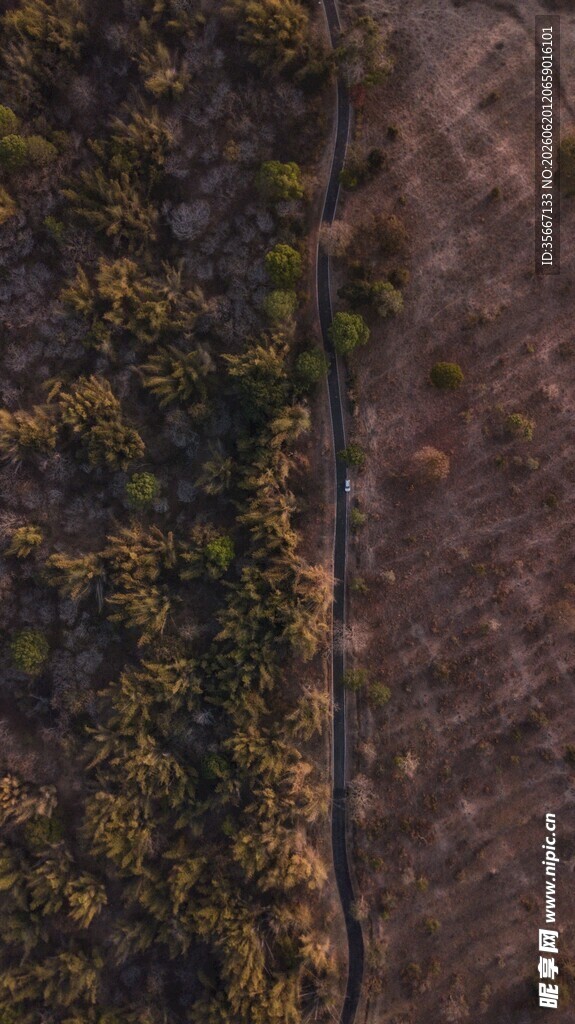 高空俯瞰的植被与道路
