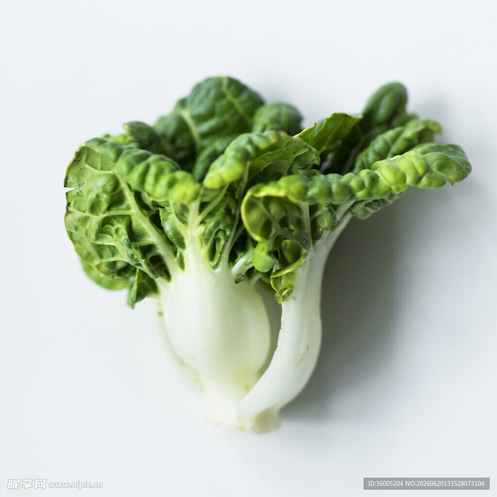 新鲜奶白菜