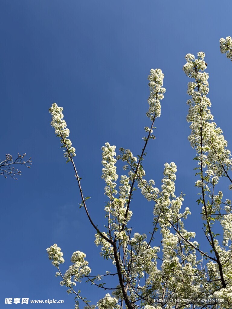 蓝天 绽放 花枝