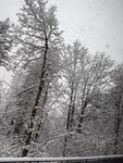 冬雪 雪景 树木