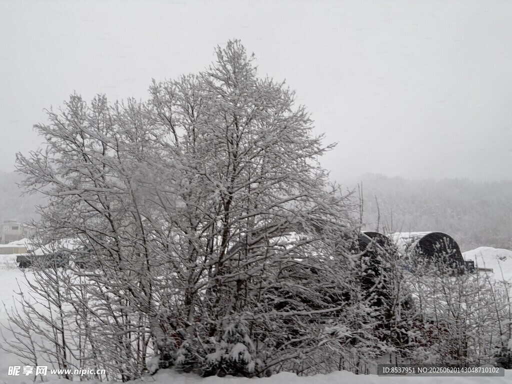 冬雪 雪景 树