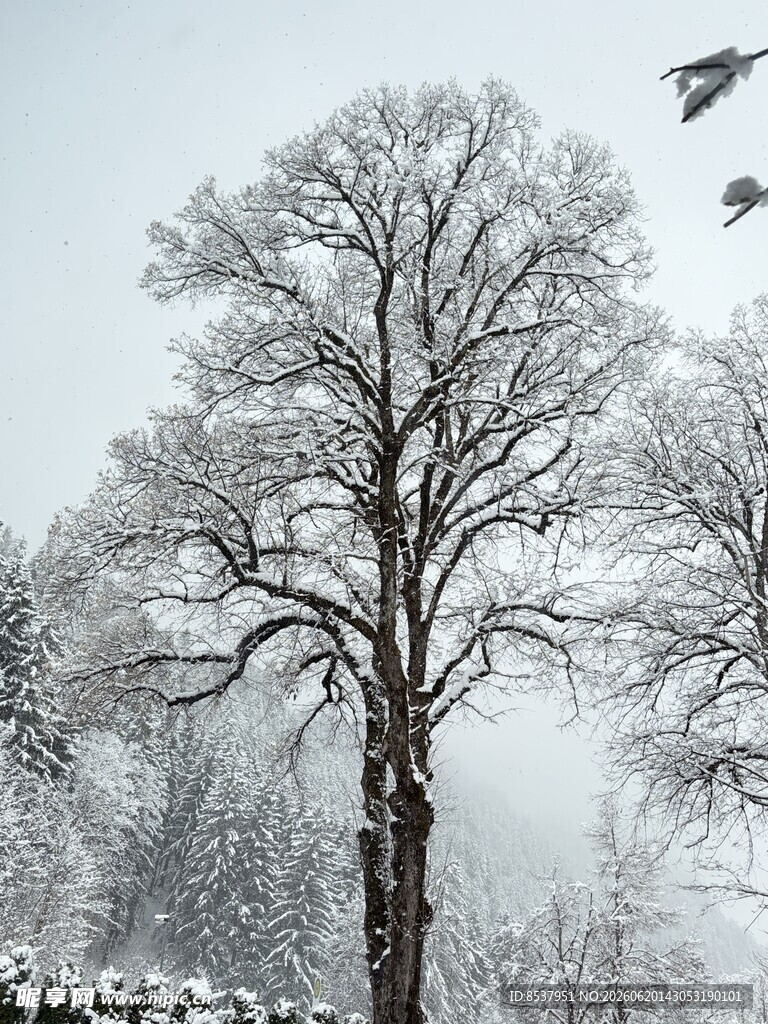 雪景