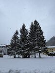 冬雪 松树