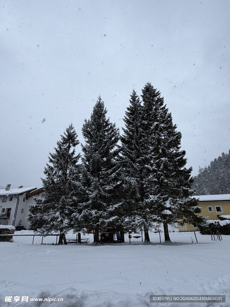冬雪 松树