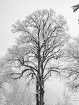 冬雪 树桂