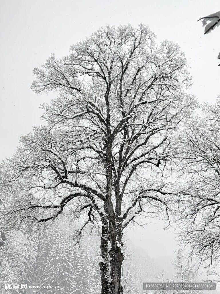 冬雪 树桂