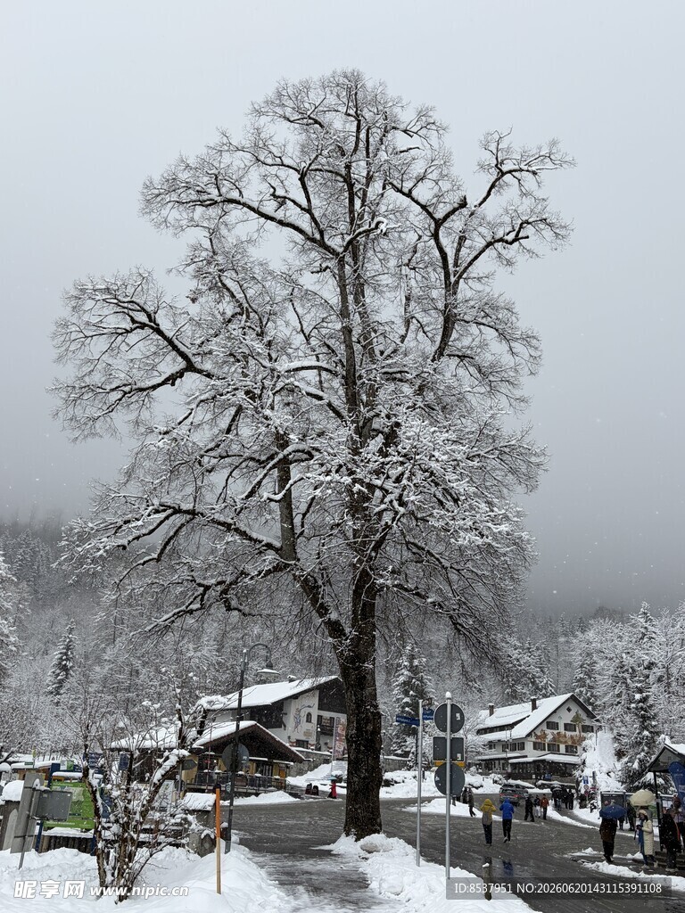 雪树 冬雪