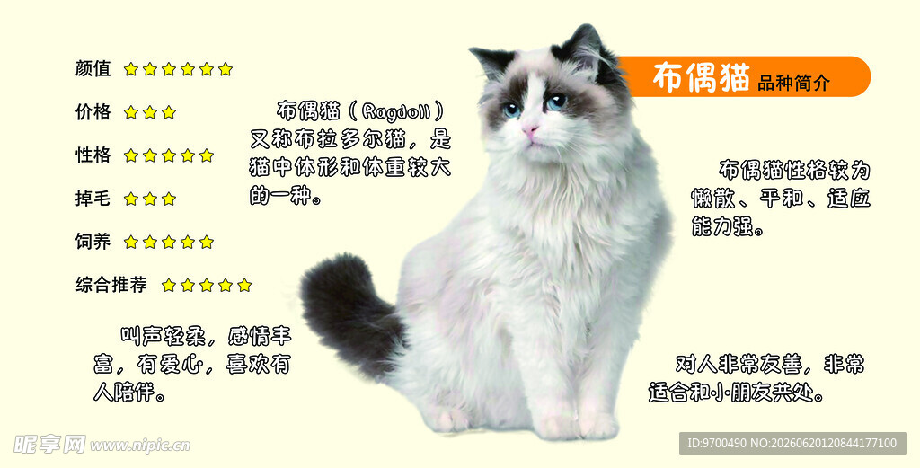 可爱猫咪与营养信息