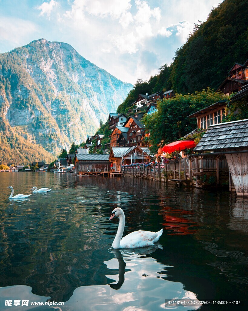 湖畔天鹅与山水美景