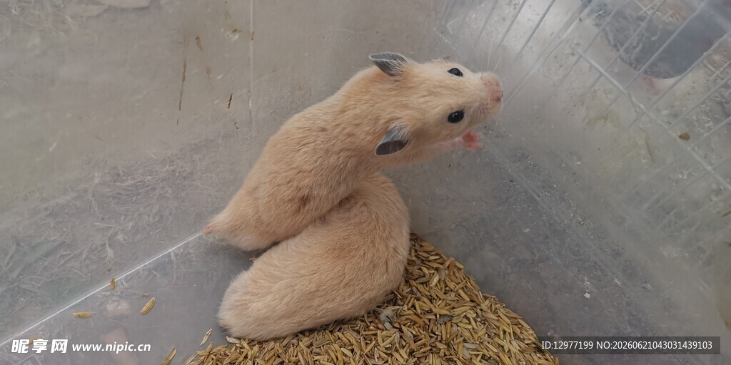 两只仓鼠依偎在稻草上