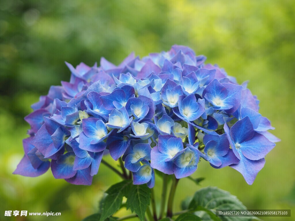 蓝绣球花绽放
