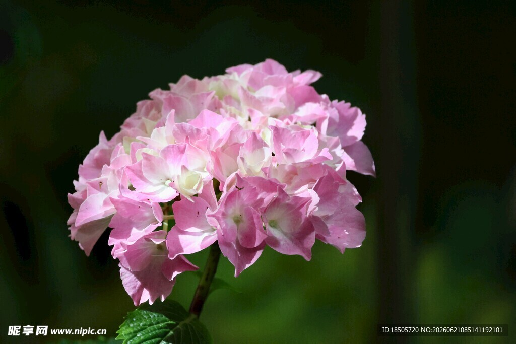 粉色绣球花特写画面