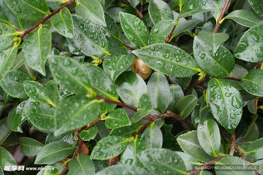 翠绿欲滴的植物叶片特写