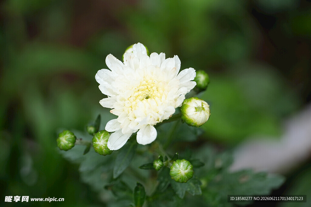 白色菊花绽放