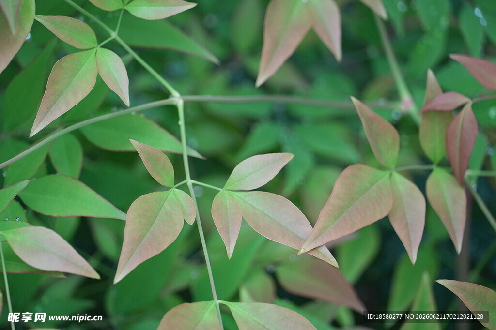 嫩绿泛红的植物枝叶