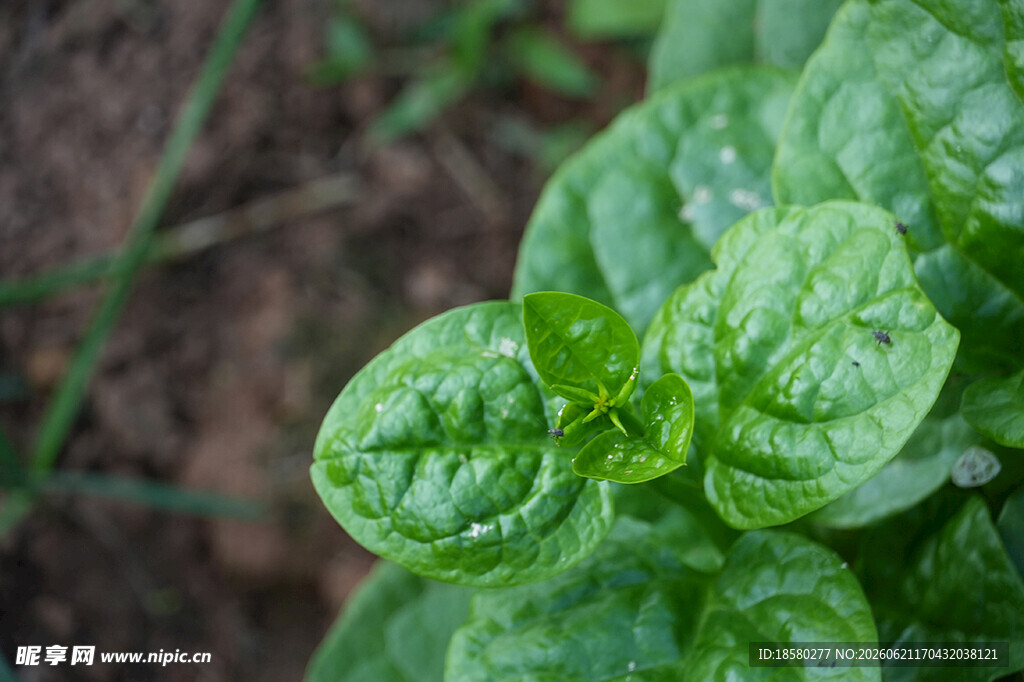 木耳菜 藤菜 豆腐菜 落葵 