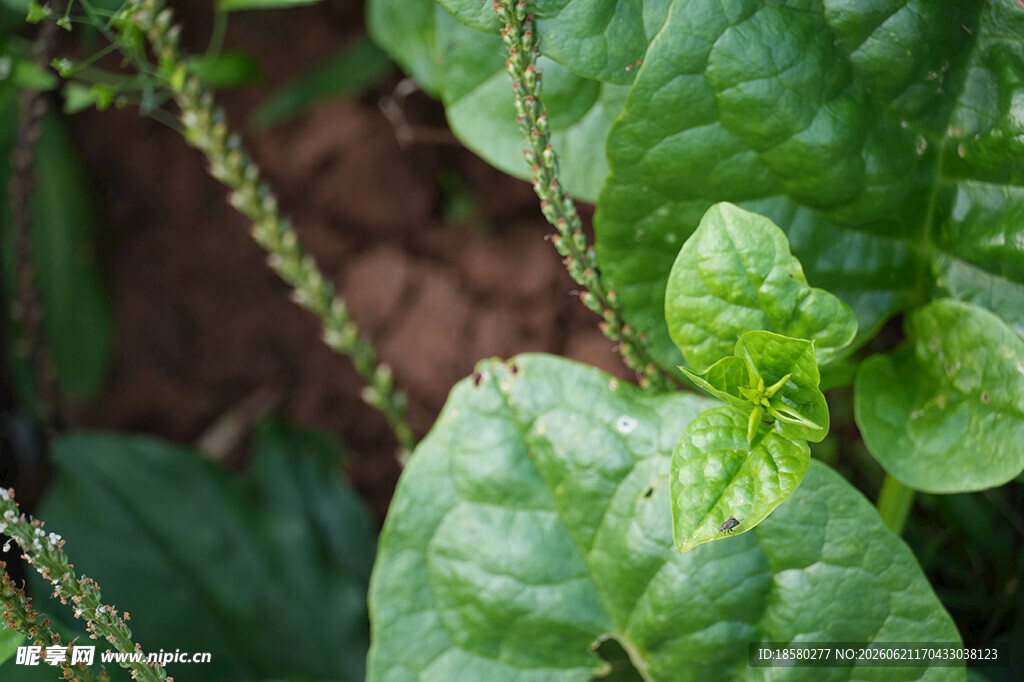 木耳菜 藤菜 豆腐菜 落葵 