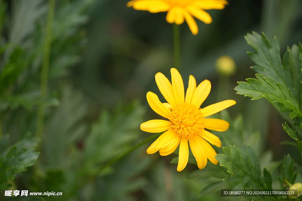 木春菊 黄金菊