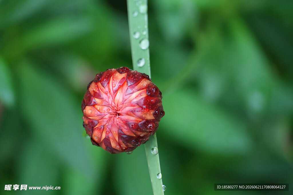 麦秆菊红色花苞特写