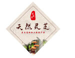天然灵芝产品展示设计