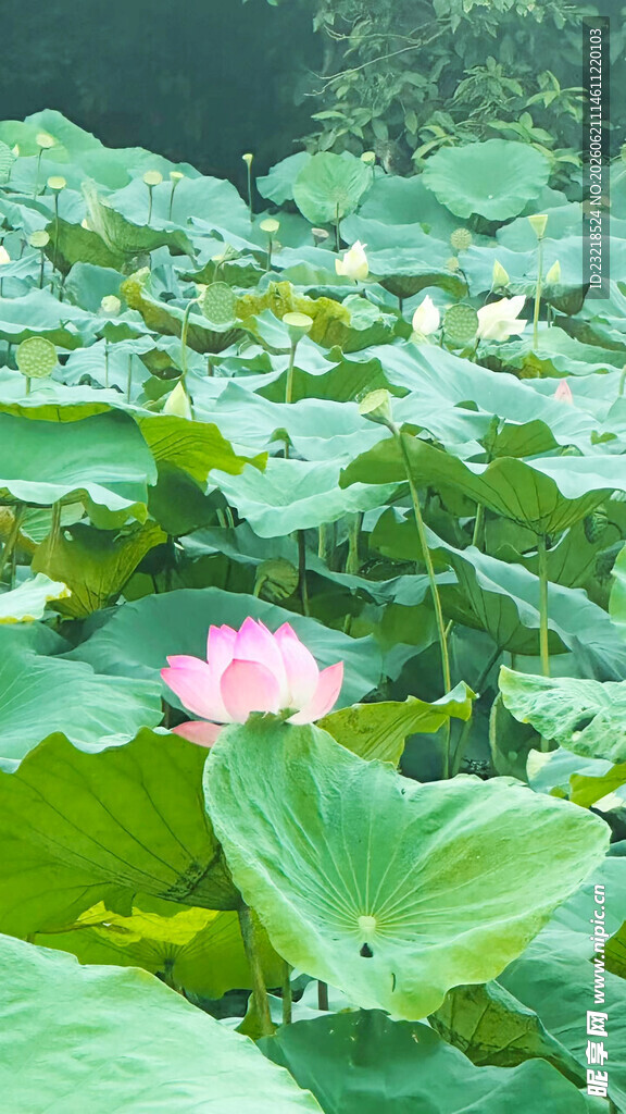 荷花