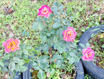 月季花