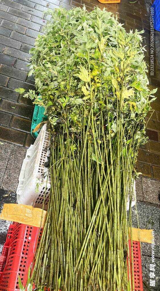 艾叶