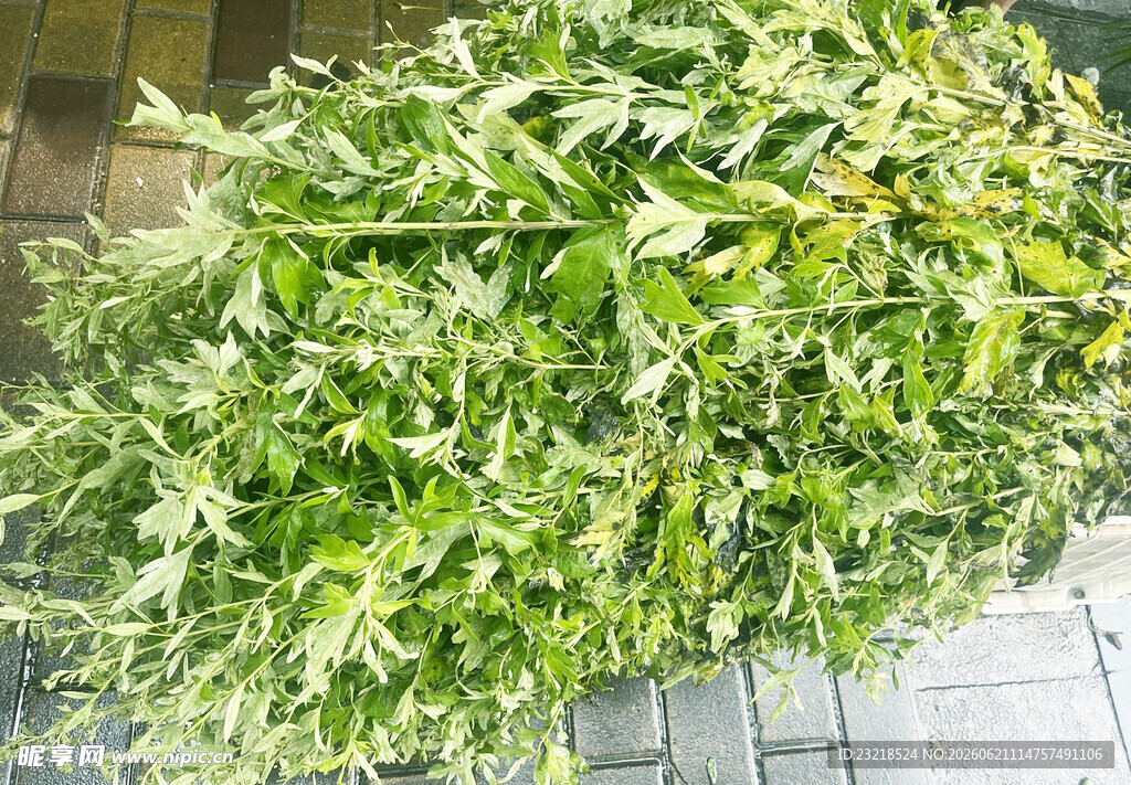 艾草