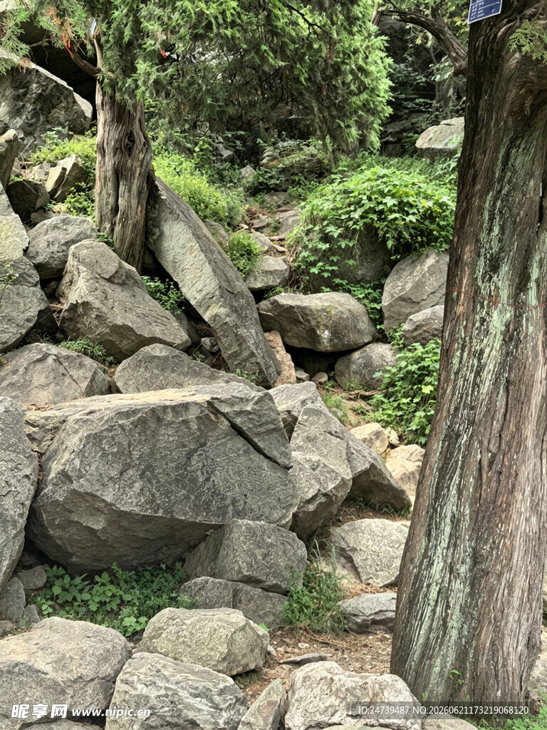 泰山