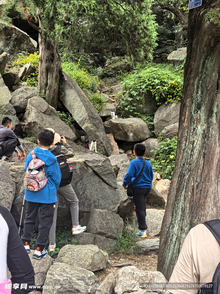 泰山