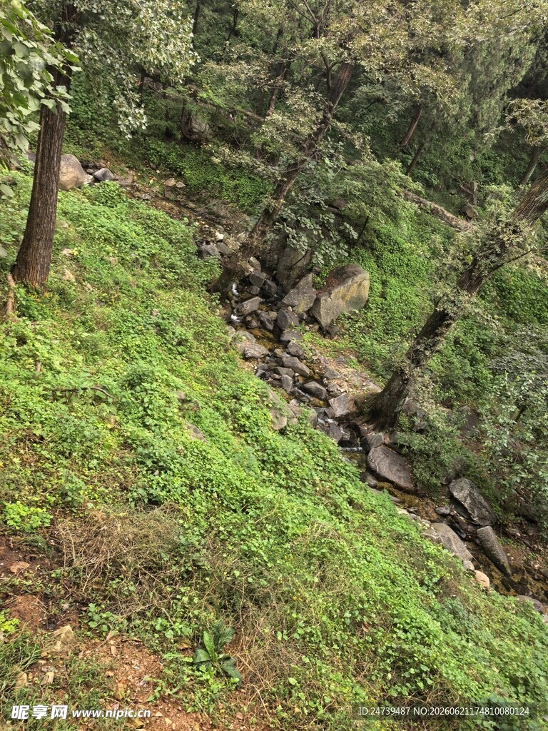 泰山