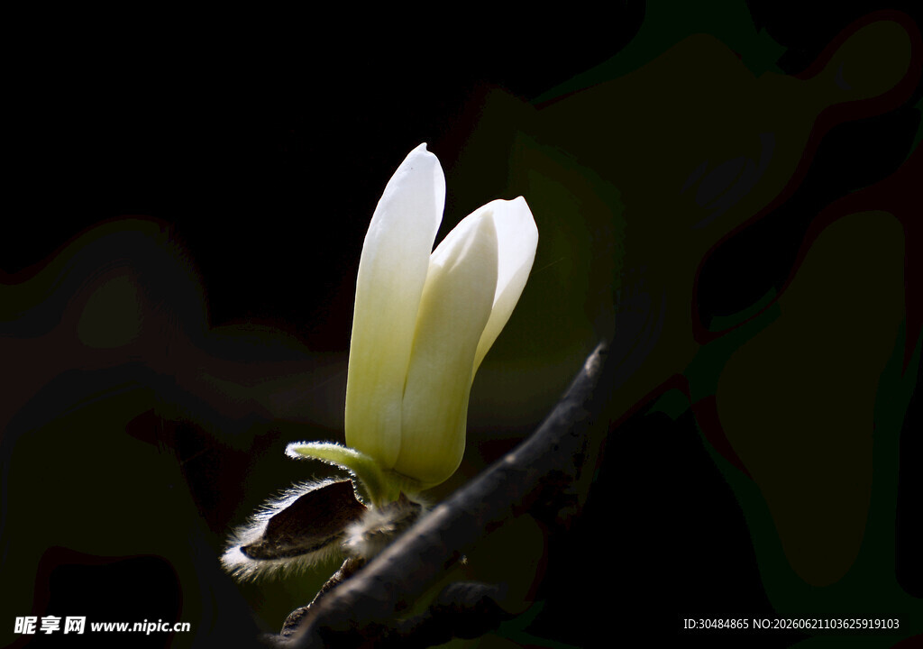 玉兰花蕾特写