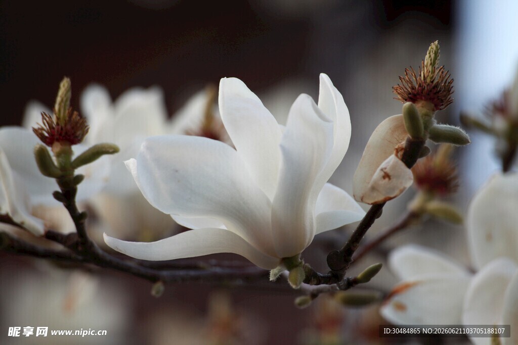 洁白玉兰花