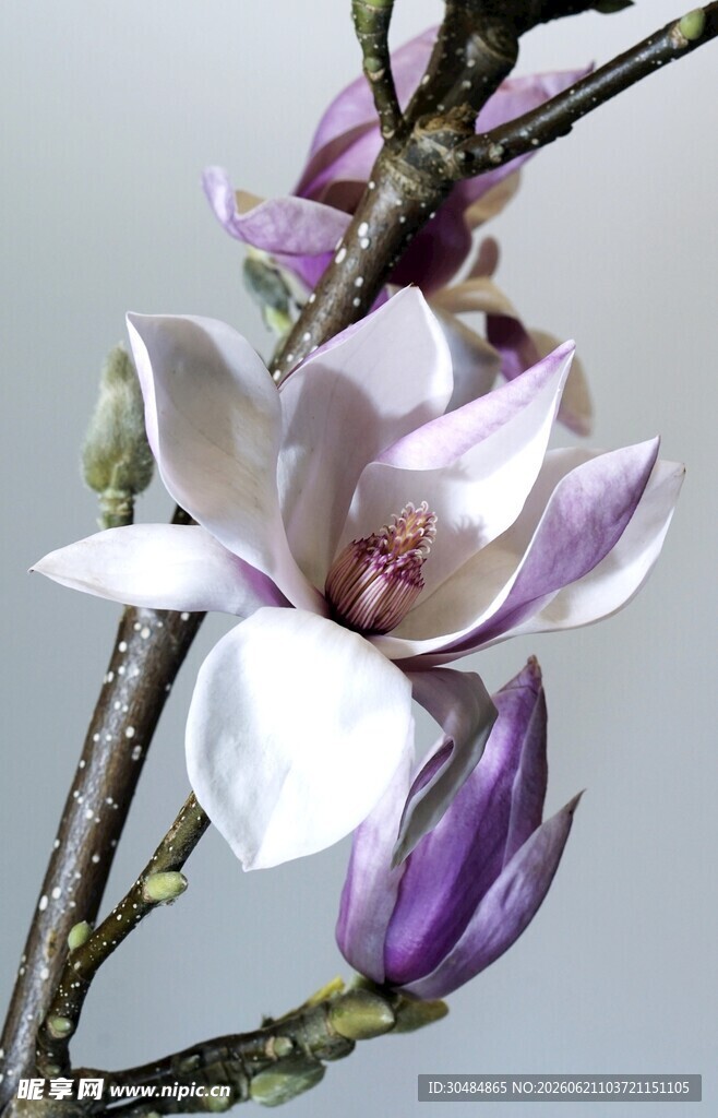 优雅玉兰花枝特写