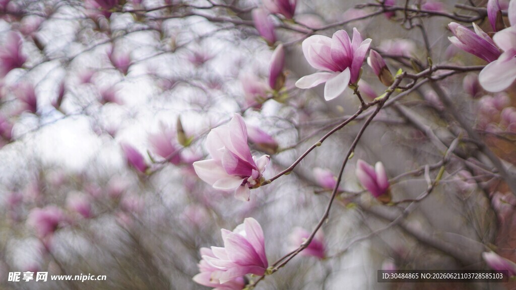 粉嫩玉兰花