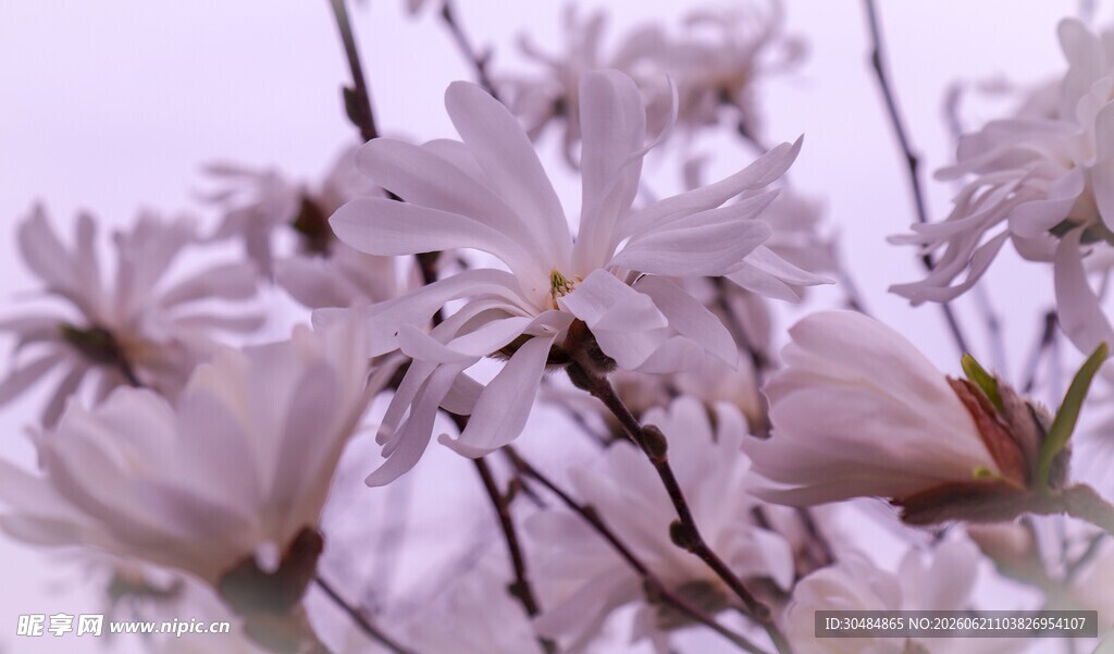 玉兰花绽放枝头