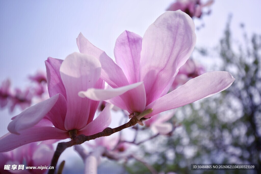 粉艳玉兰花枝俏