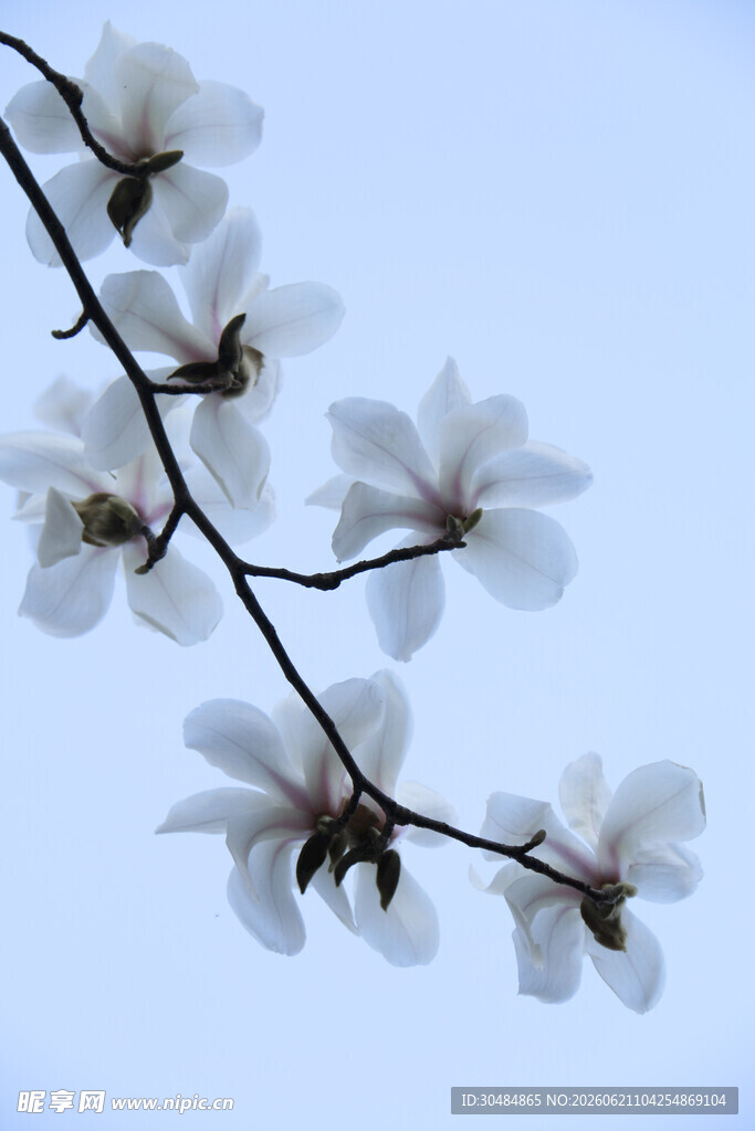 玉兰花枝绽放在蓝天之下