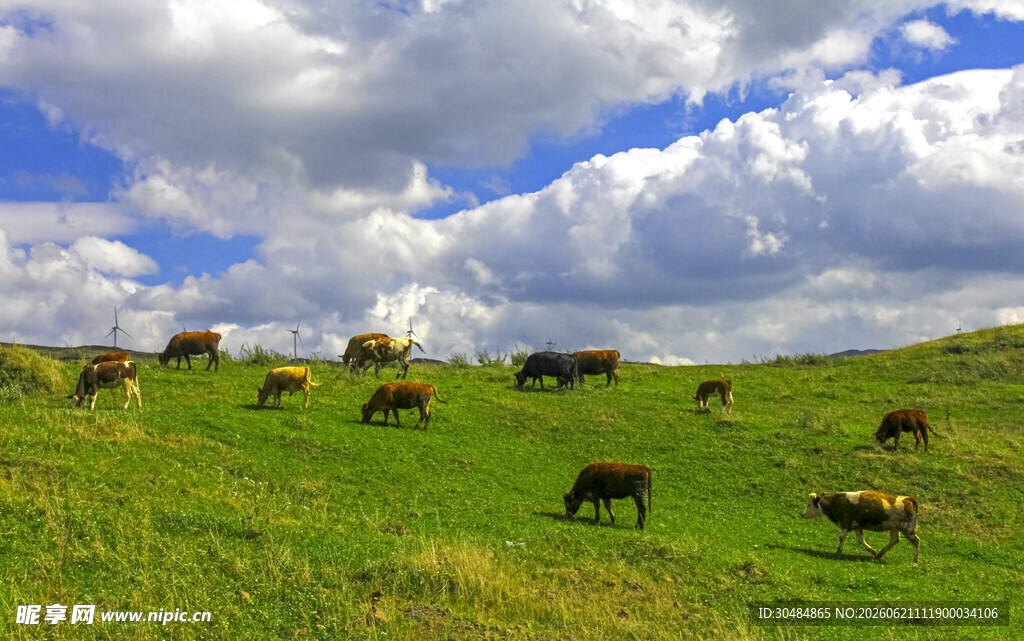 草原牧场景色