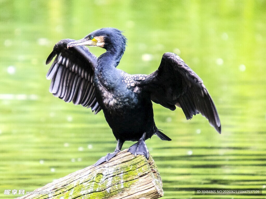 鸬鹚展翅